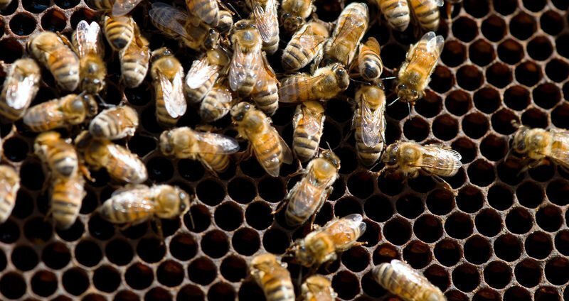 How to Handle a Bee Infestation in Your Roof