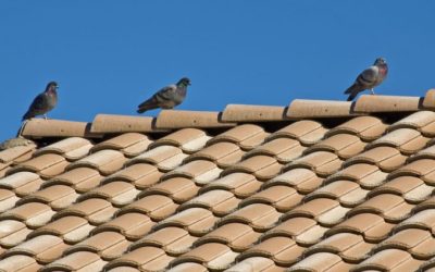 Concrete Tile or Clay Tiles: Which is Right For You?