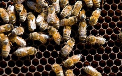 How to Handle a Bee Infestation in Your Roof